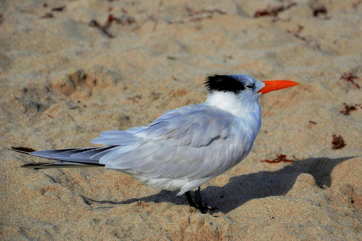 White Long-beak Bird Standing on Sand