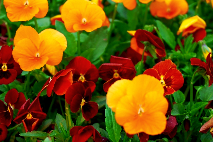 Yellow and Red Petaled Flowers