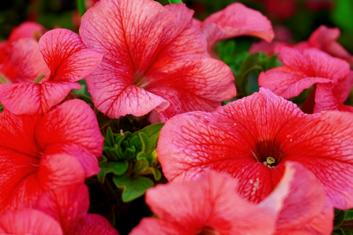 Blooming Pink Flowers