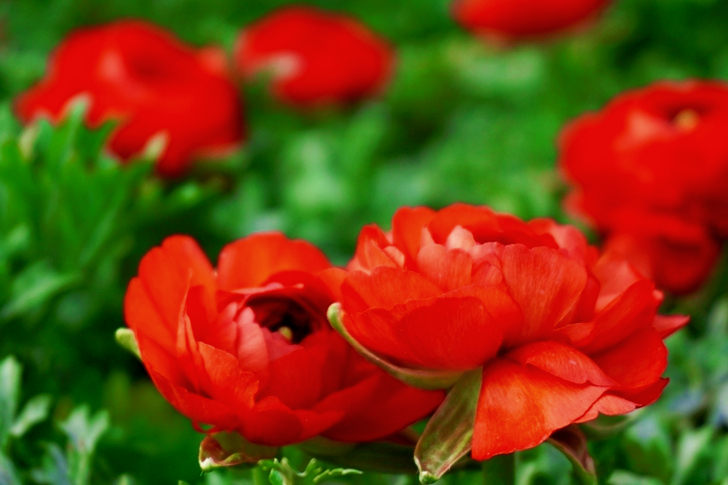 Blooming Orange Flowers