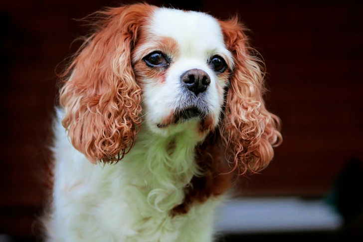 Close-up of Blenheim Cavalier King Charles Spaniel
