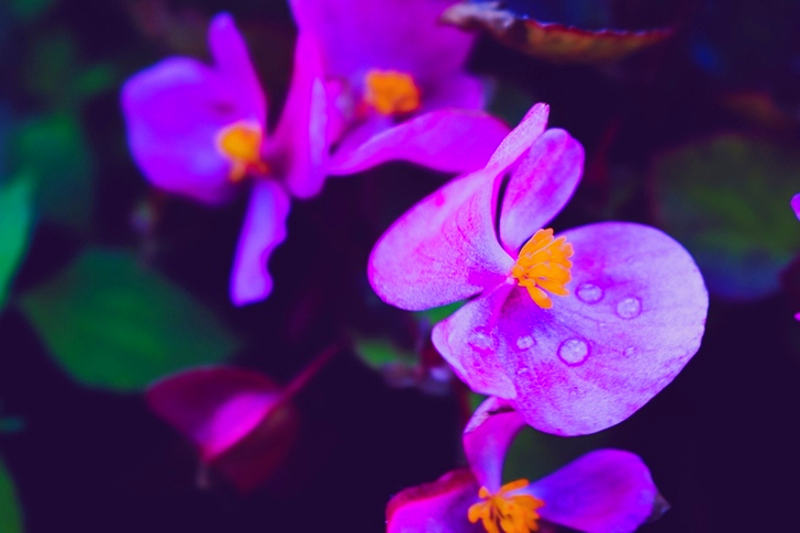 Purple Flower