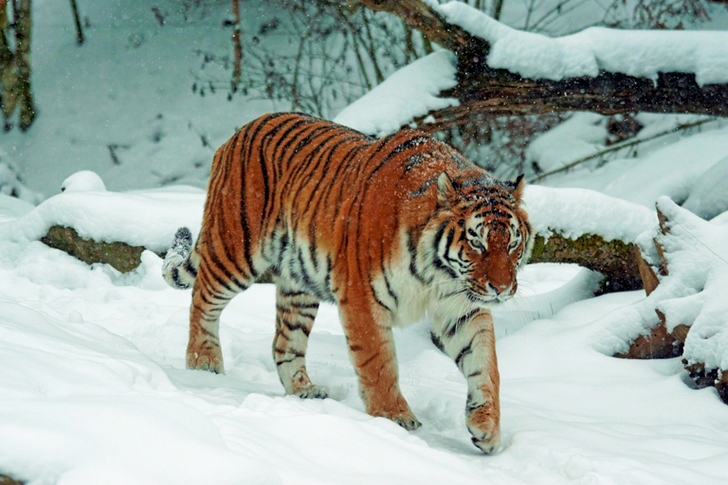 Tiger on Snow