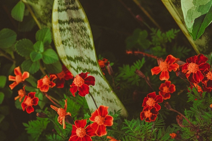 Red Flowers and Green Leaves