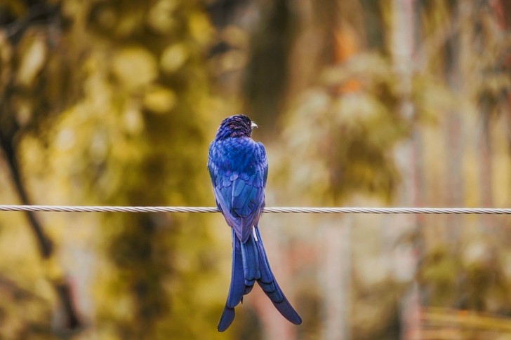 Selective Focus of Bird
