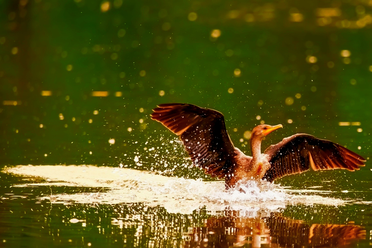 Brown Bird on Body of Water