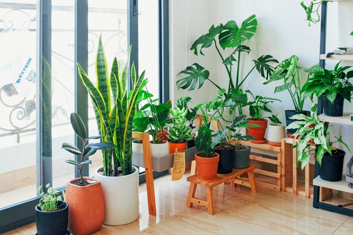 Potted Green Indoor Plants