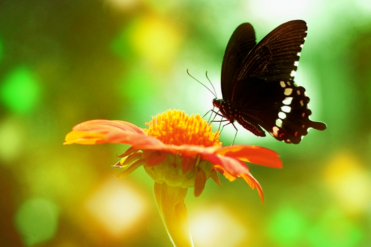 Black Butterfly on Orange Flower