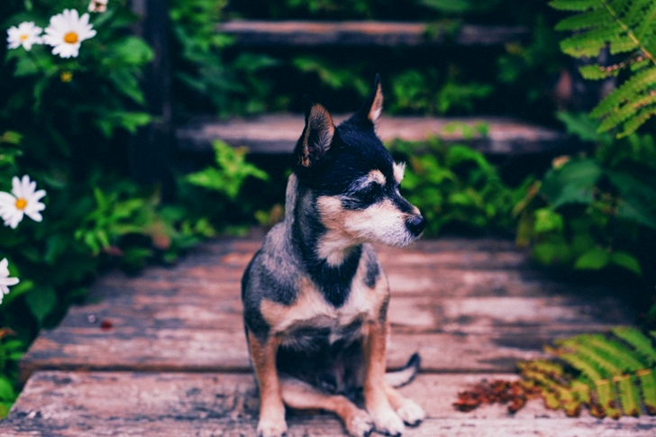 Selective Focus Of Dog Sitting