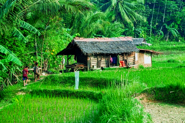 Two People Walking Towards A Nipa Hut In The Rice Fields Surrounded By Thick Vegetation