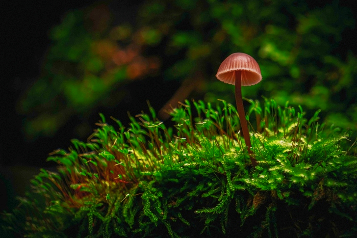 Brown Mushroom On Green Grass