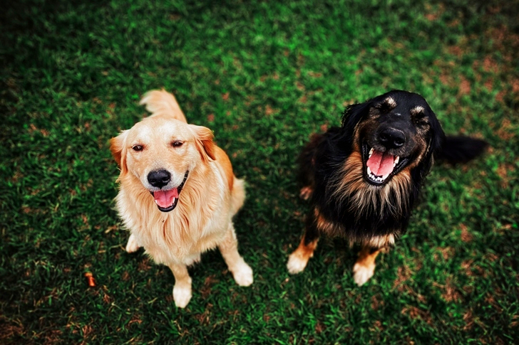 Dos perros de pelo largo de color marrón y negro