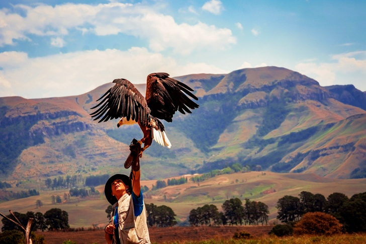 Black and White Eagle Near Man