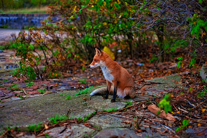 Fox Sitting On Pathway Between Plants