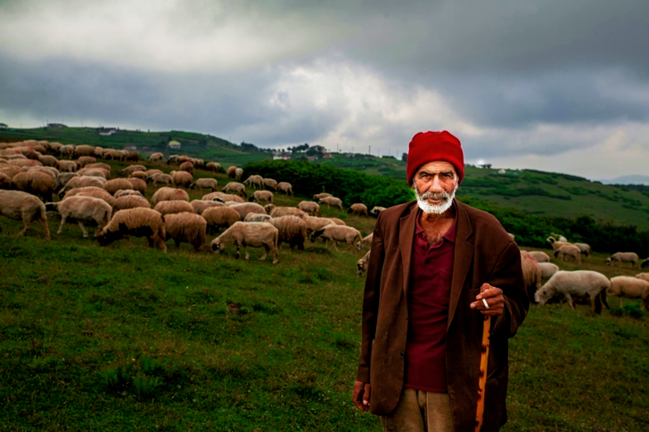 Old Man With Herd Of Sheep