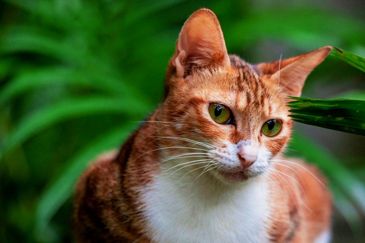 Selective Focus Close-up of Sitting Brown Tabby Cat