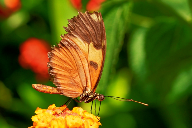 Butterfly on Yellow Flower