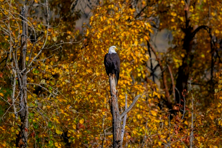 American Eagle Perched on Bare Tree