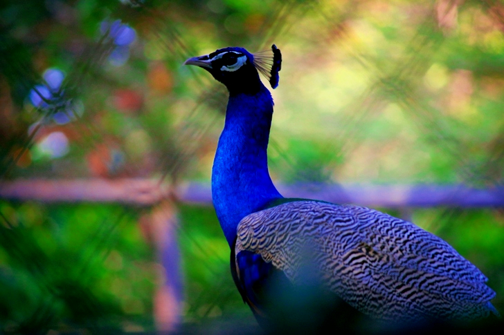 Peacock Standing Near Chain-link Fence Selective Focus