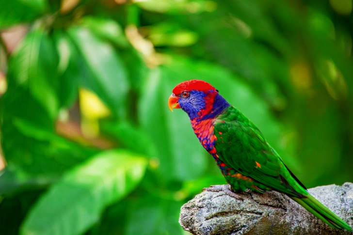Oiseau vert et rouge