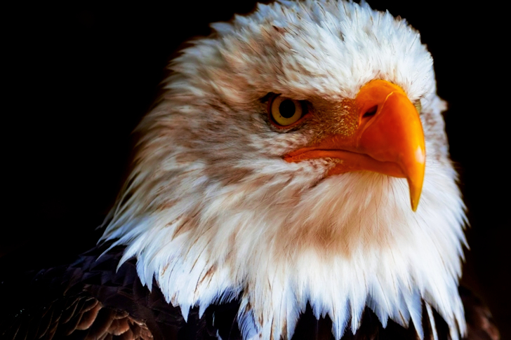 Close-Up of Eagle