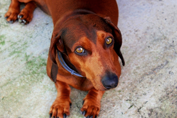 Brown Short-coat Dog