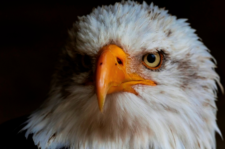 Close-up of Bald Eagle Against Black Background