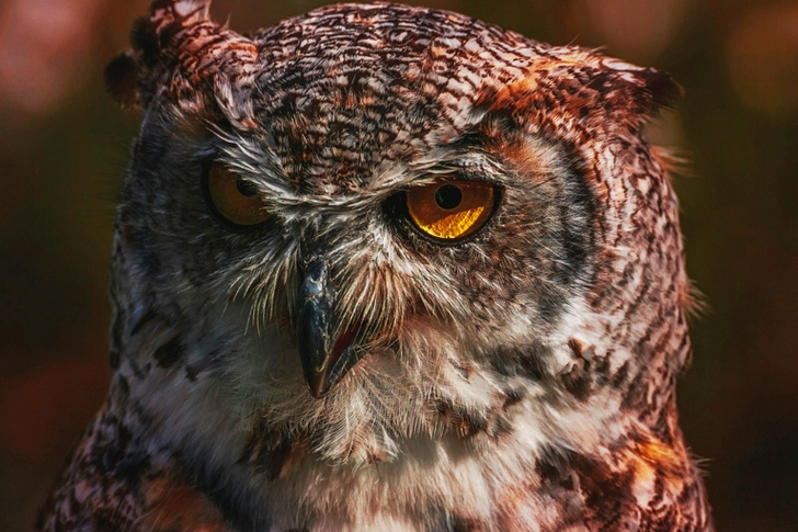 茶色のフクロウ