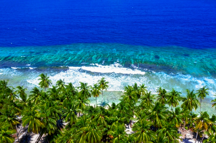 Green Palm Trees and Body of Water