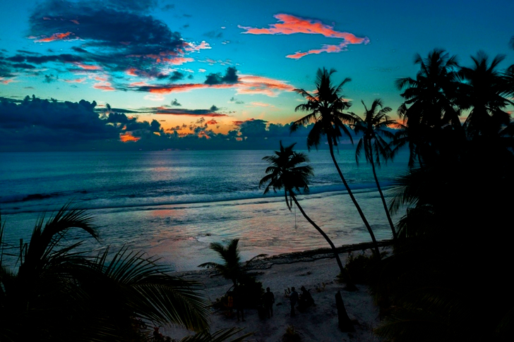 Silhouette of Palm Trees Near Seashore