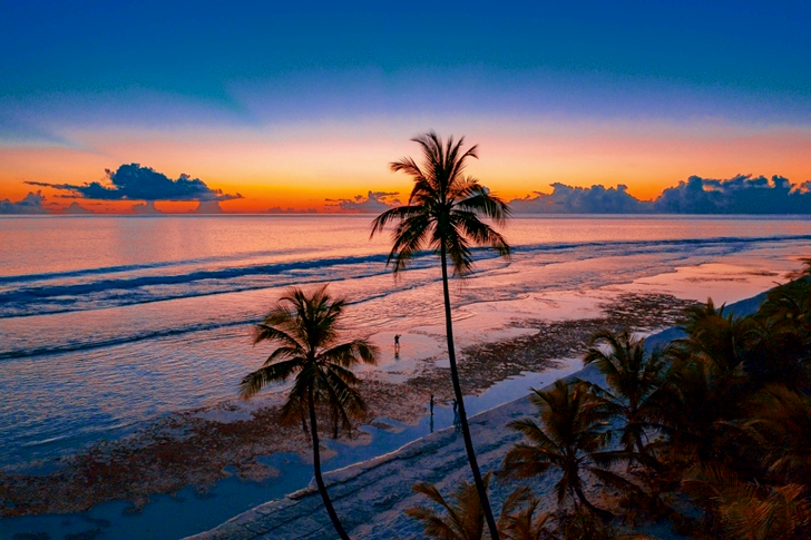 Palm Trees Near Seashore