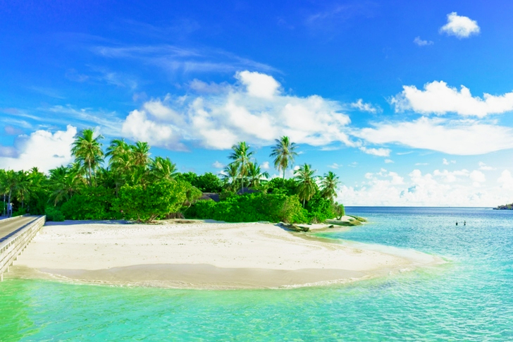 Palmiers verts et bord de mer
