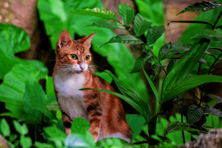 Tricolor Calico Cat Sitting Beside Green-Leafed Plant