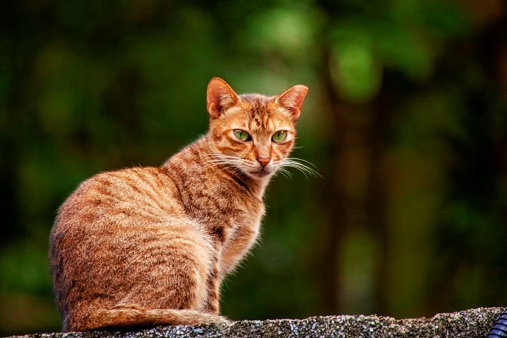 Mise au point superficielle du chat brun