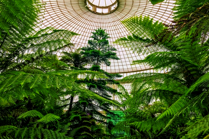 Groenbladige bomen onder een koepelgebouw