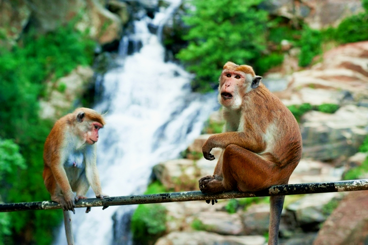 Selective Focus of Two Brown Monkeys