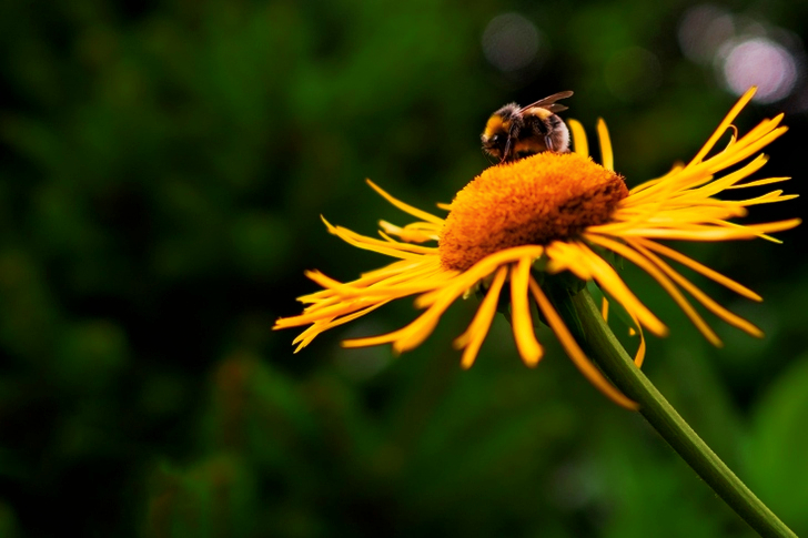 Bee on Yellow Flower