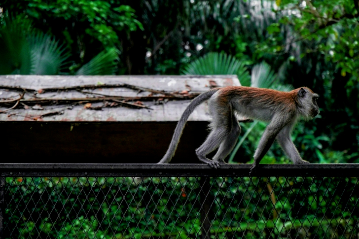 Monkey Crawling on Top of Black Fence