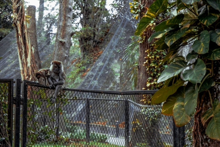 Gray Monkey Sitting on Fence