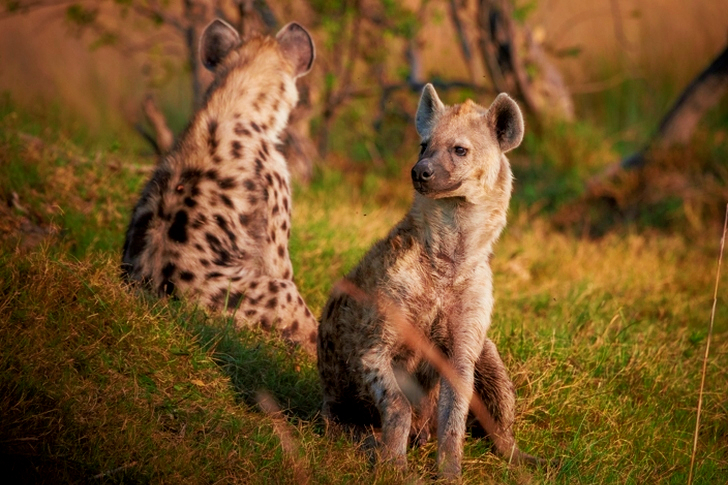 2 Hyenas on Grass Land during Daytime