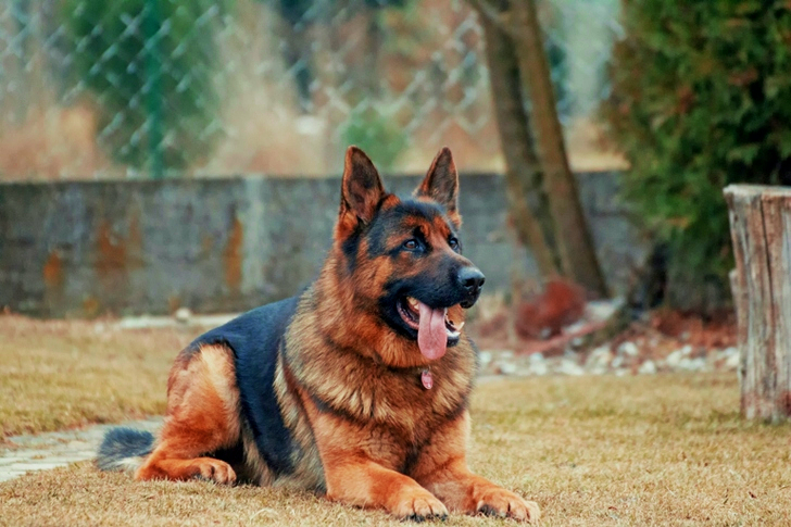 Adult German Shepherd Lying on Ground