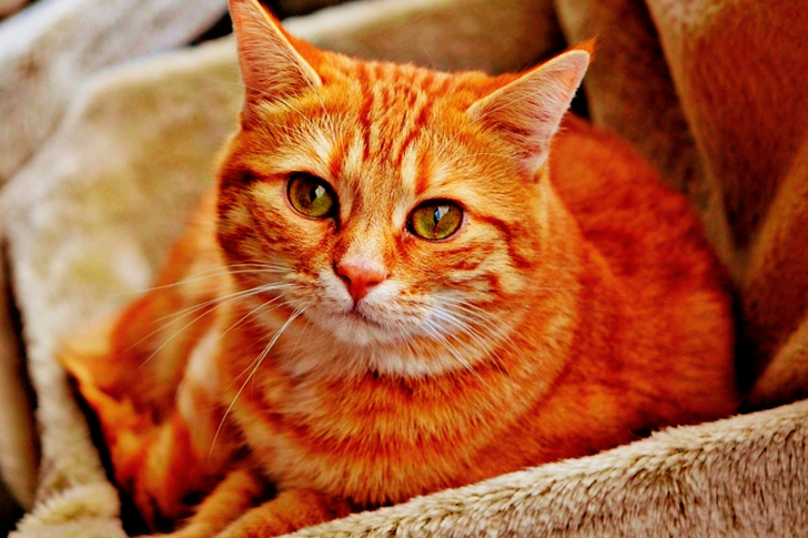Orange Tabby Cat Laying on Brown Sofa