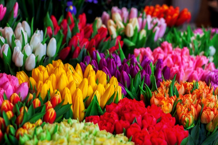 Assorted Colored Tulips