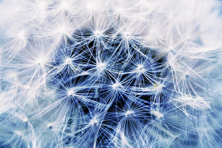 White Dandelion