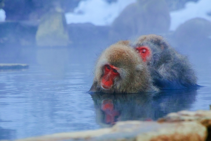 Two Monkeys Partially Submerged in Water