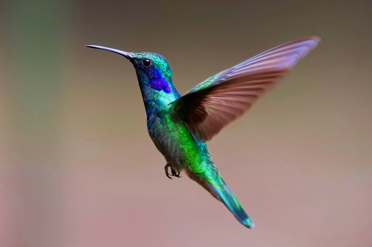 Macro of Colorful Hummingbird