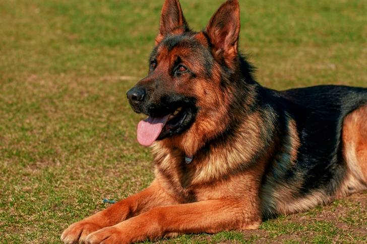 Adult German Shepherd on Grass Field