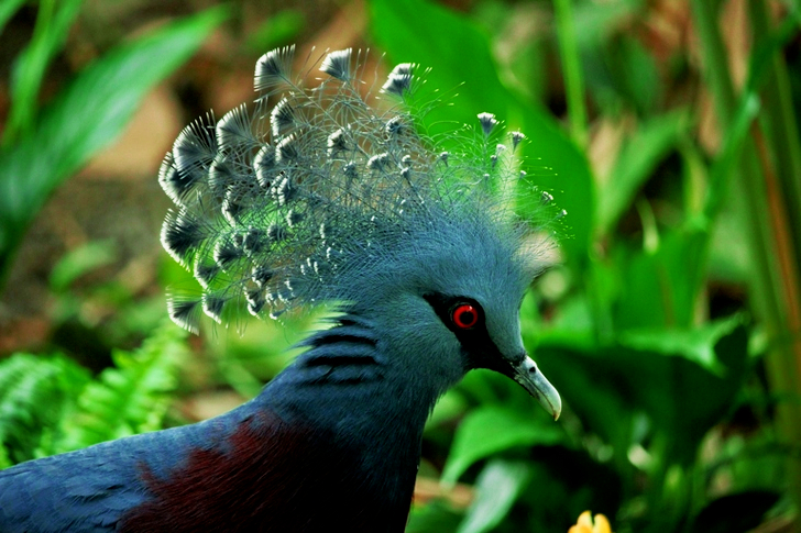 White Crowned Bird