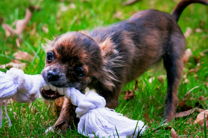 Brown Puppy Biting Rope