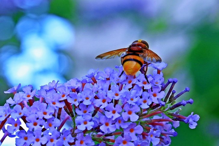 Insecte bourdon suçant le nectar d'une fleur